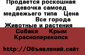 Продается роскошная девочка самоед медвежьего типа › Цена ­ 35 000 - Все города Животные и растения » Собаки   . Крым,Красноперекопск